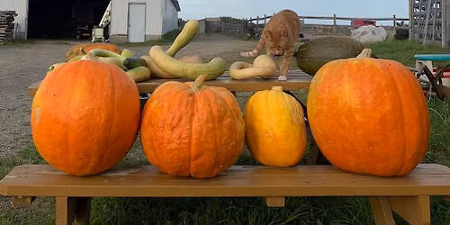 La kermesse des Courges