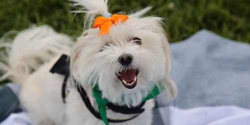 Dog Park Open House