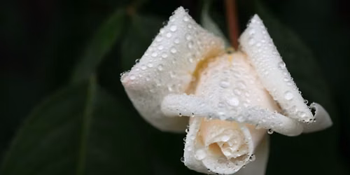 Together through Grief: A Circle of Support for People Experiencing All Types of Loss