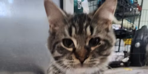 Fall in Love Cat-turday