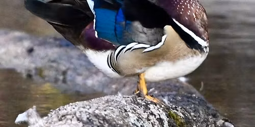 March Bird Walk at Discovery Center at Murfree Spring