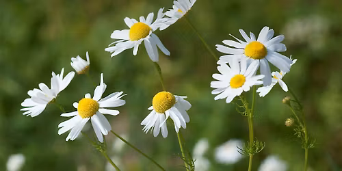 In Bloom: A BIPOC Healing Circle  with Amanda Benjamin