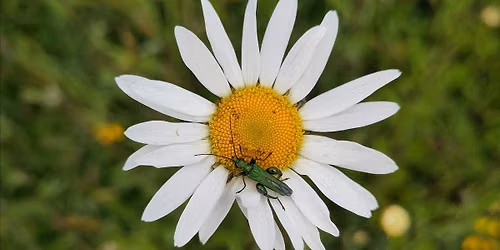Meadow Guardians:  Pollinator Walk at Forest Farm
