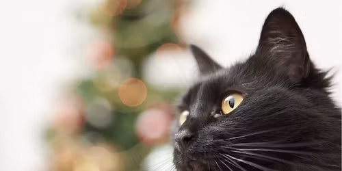 Christmas Coffee Morning \ud83c\udf84