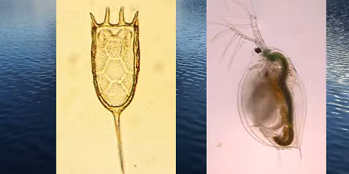 Tiny Aquatic Creatures and Their Role in a Lake\u2019s Ecosystem 