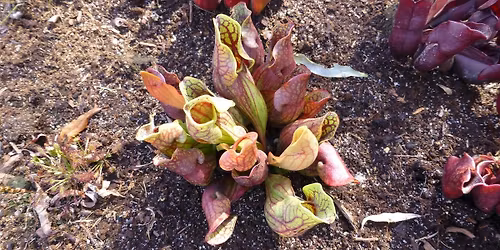 Carnivorous Plants and Their Habitats with Matthew Kaelin
