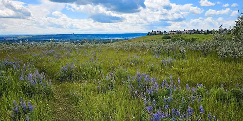 Discover the Plants & Animals of Nose Hill Park