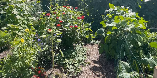 Community Garden Tour & Neighborhood Foraging Walk