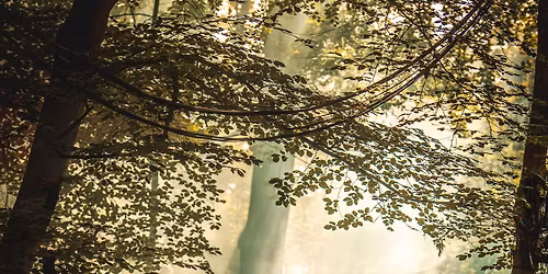 Wild Wood Festival 2026 OFFICIAL PAGE