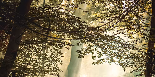 Wild Wood Festival 2026  OFFICIAL PAGE
