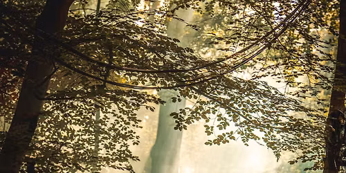 Wild Wood Festival 2026  OFFICIAL PAGE