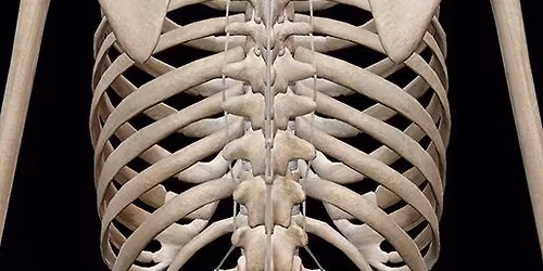 PNMT for the Thoracic Spine