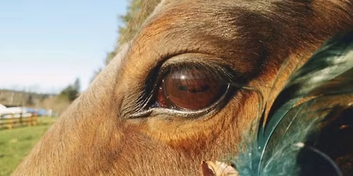 Heart Before the Horse - Where Horses Lead and Nature Heals