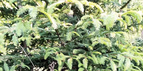 Feny\u0151r\u00fcgy sz\u00fcret