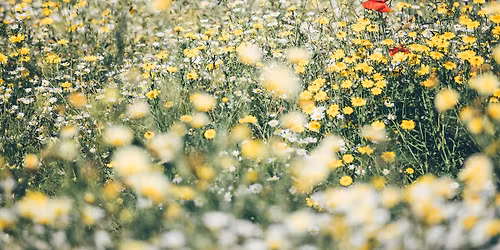 Wildflower Day | Diwrnod Blodau Gwyllt