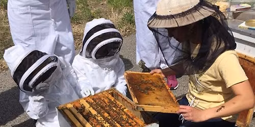 Special Access for Ages 6 to Adult: Honey Bee Hive Inspection