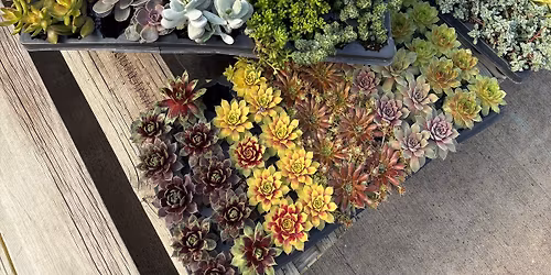 Spring Succulent Fun