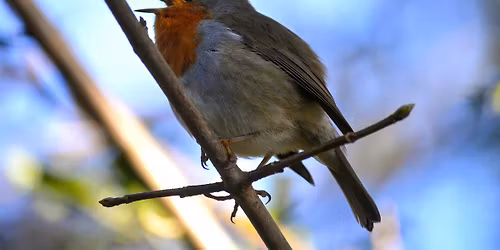 Dawn chorus at NWT Wayland Wood