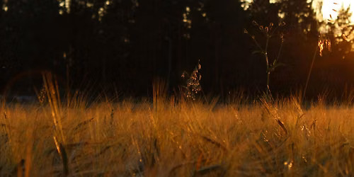 Five Elemental Workshop Series - Late Summer and the Earth Element