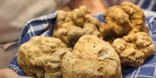 Fiera del Tartufo Bianco di Alba