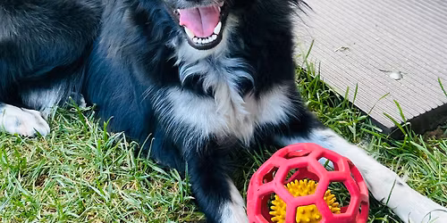 Intenzivn\u00ed tr\u00e9nink agility s Radkem Ho\u0161tou 8.5.2026