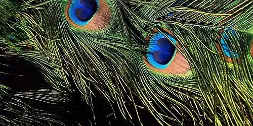 Conf\u00e9rence "L'\u00e9cologie sensorielle chez les oiseaux"