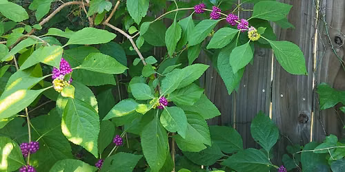 Sept Open House Plant Sale