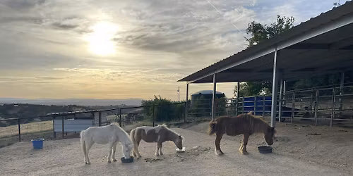 Sip & Paint for From The Heart Animal Sanctuary