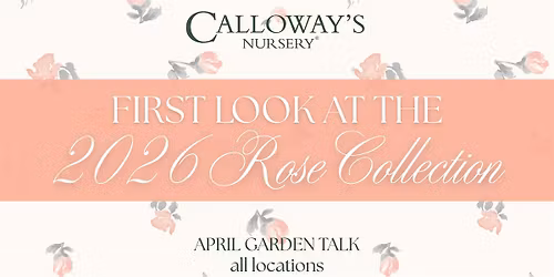 First Look at the 2026 Rose Collection