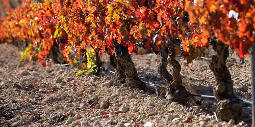 Eksklusiv vertikalsmaking: Rioja