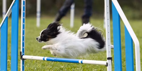 Agility summercamp p\u00e5 SBK