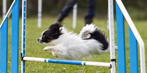 Agility summercamp p\u00e5 SBK