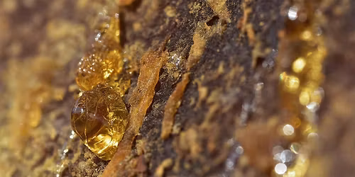 Tracing Perfume: Amber & Balsamic, Part 1 (in person)