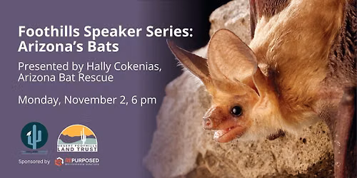 Foothills Speaker Series: Arizona's Bats