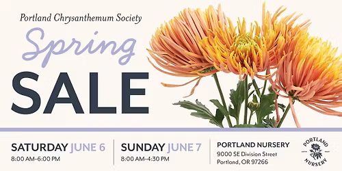 Portland Chrysanthemum Society Sale at Portland Nursery
