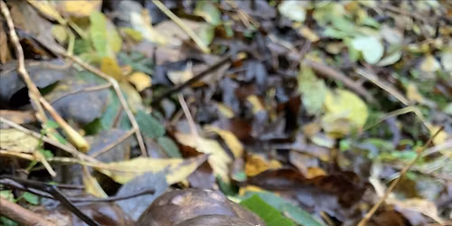 MannyFeastings - a guided farm forage, with campfire snacks
