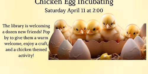 Chicken Egg Incubating