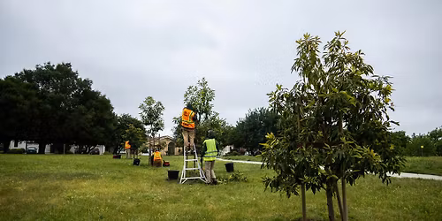 Tree Care at Plata Arroyo Bird Sanctuary
