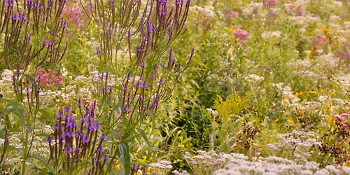 Establishing and Maintaining Native Meadows with Chris Erickson and Mathieu Boudreau