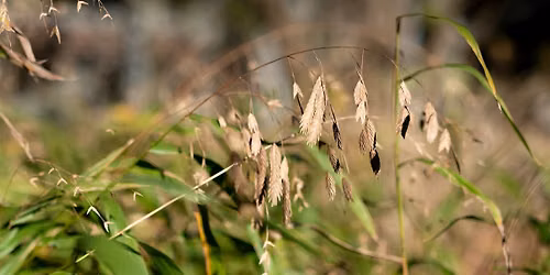 Master Gardener Series: Amazing Grasses