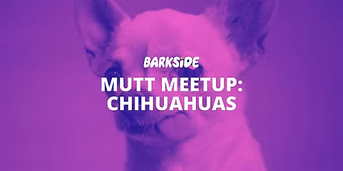 Mutt Meetup: Chihuahuas