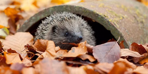Introduction to Hedgehogs