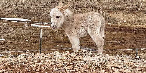 Self-Renewal and the Donkey Experience