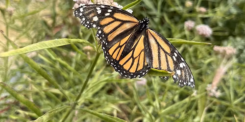 Annual Butterfly Count