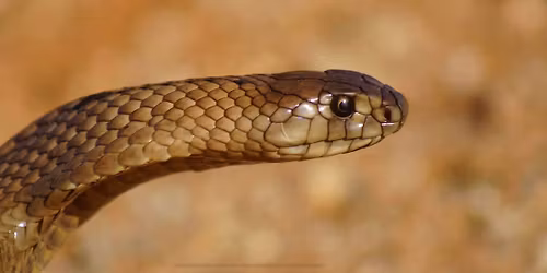 Come and say Gday!!!