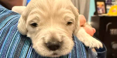 Irish Cream Retrievers- turned two weeks old today.