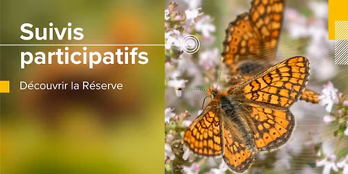 Prospection de papillons