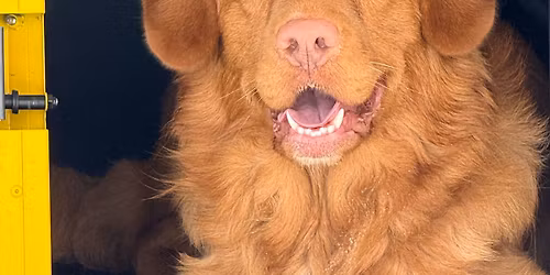 2Dogs- probleml\u00f8sning \/\/ dagskurs og pt time