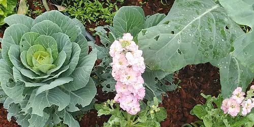 Learning Garden Workshop: Growing Cut Flowers For You and The Bees