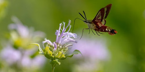 How to Photograph the Wild
